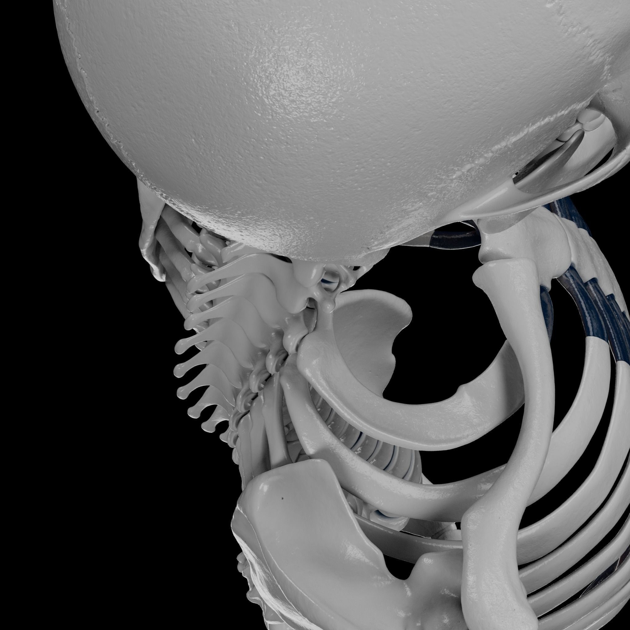 Human Skeleton - 3D Printing 3D print model_54