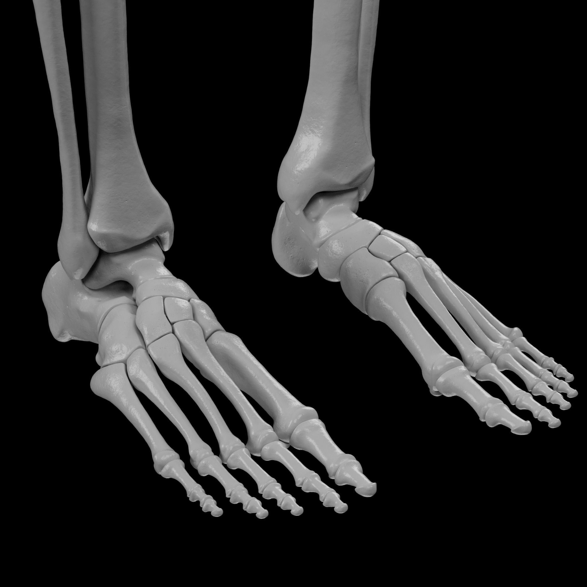 Human Skeleton - 3D Printing 3D print model_112