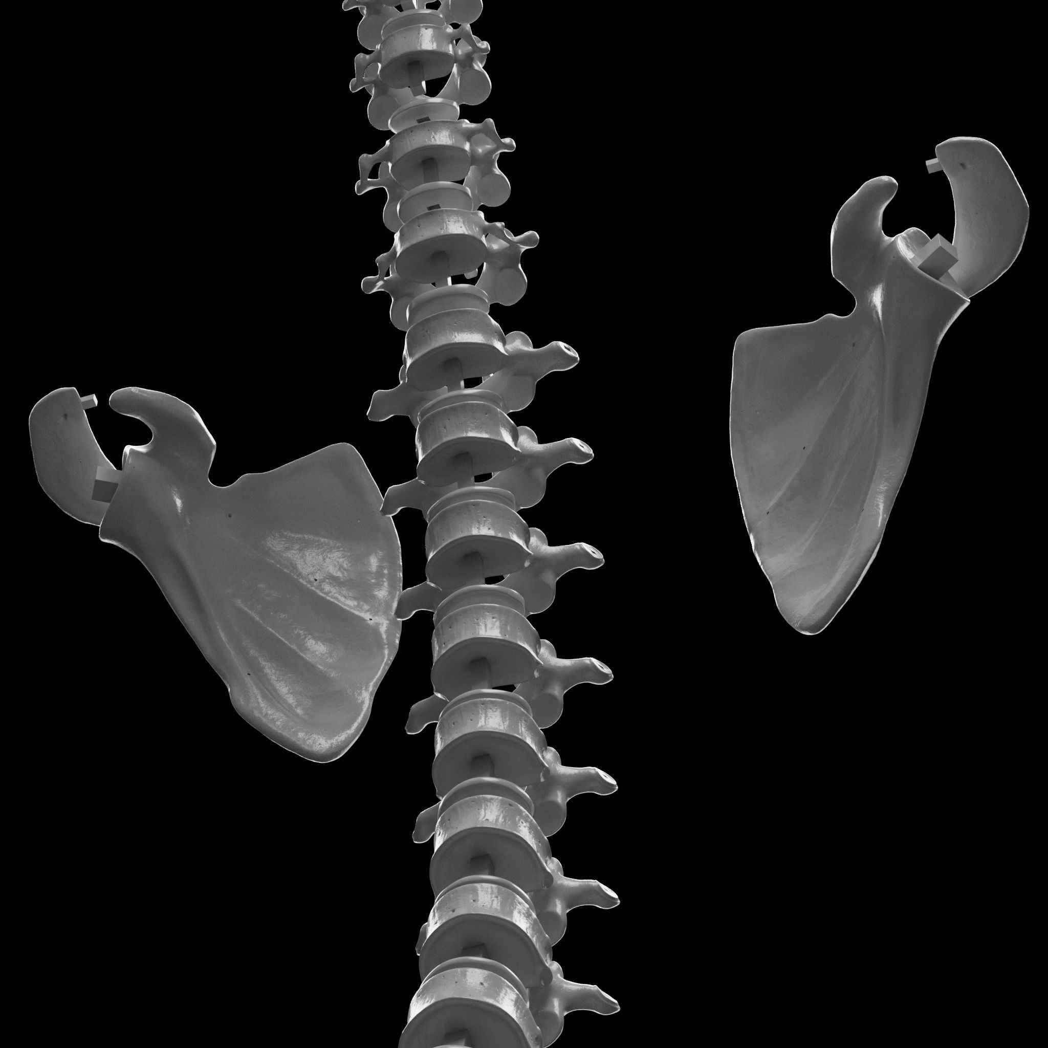 Human Skeleton - 3D Printing 3D print model_16