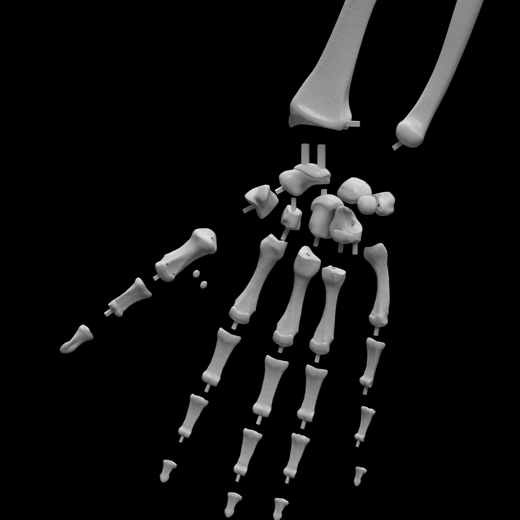 Human Skeleton - 3D Printing 3D print model_8