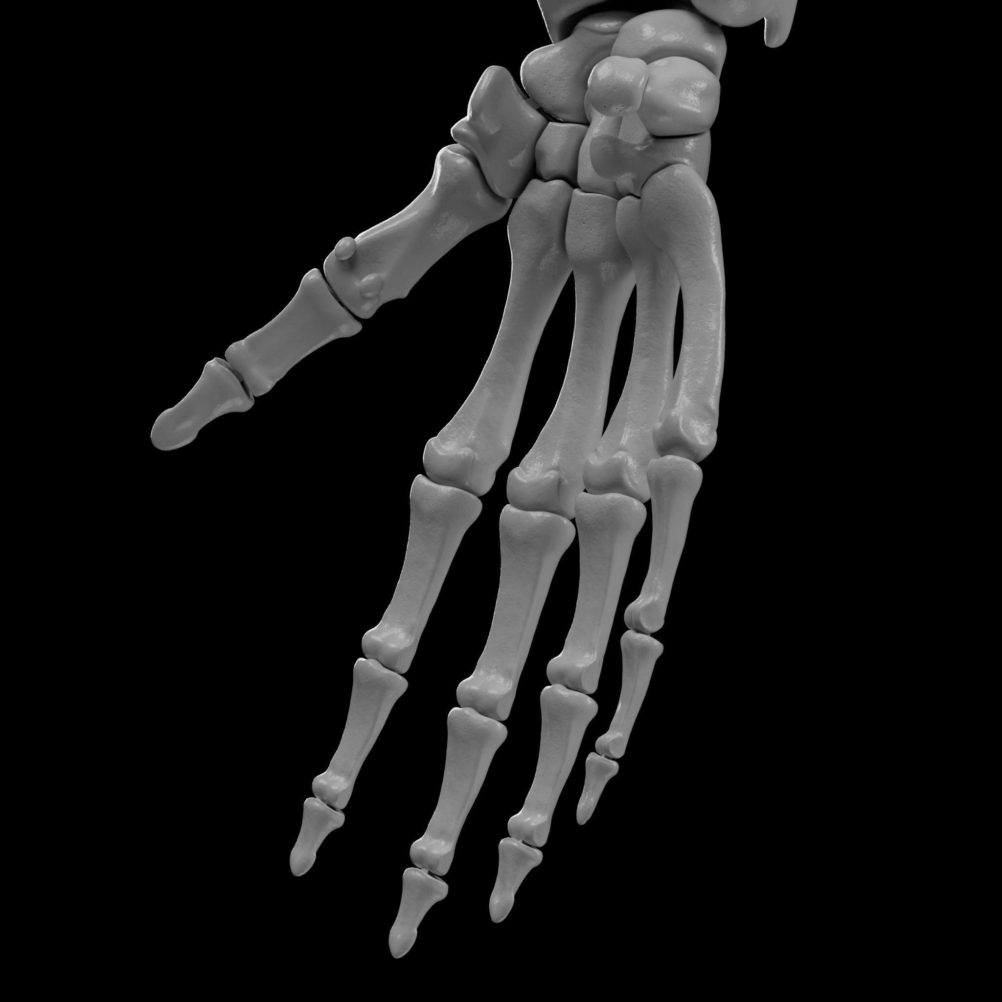 Human Skeleton - 3D Printing 3D print model_90