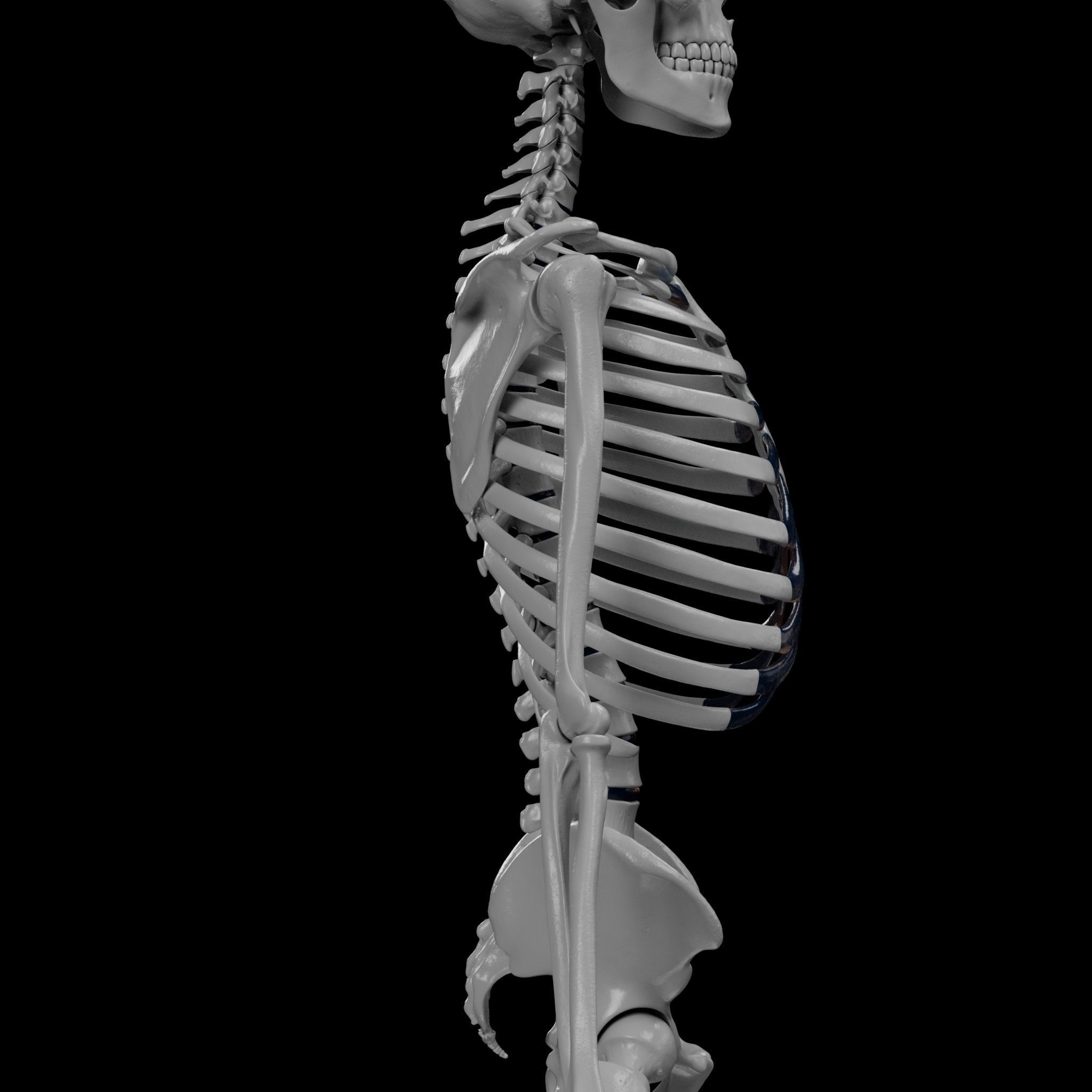 Human Skeleton - 3D Printing 3D print model_40
