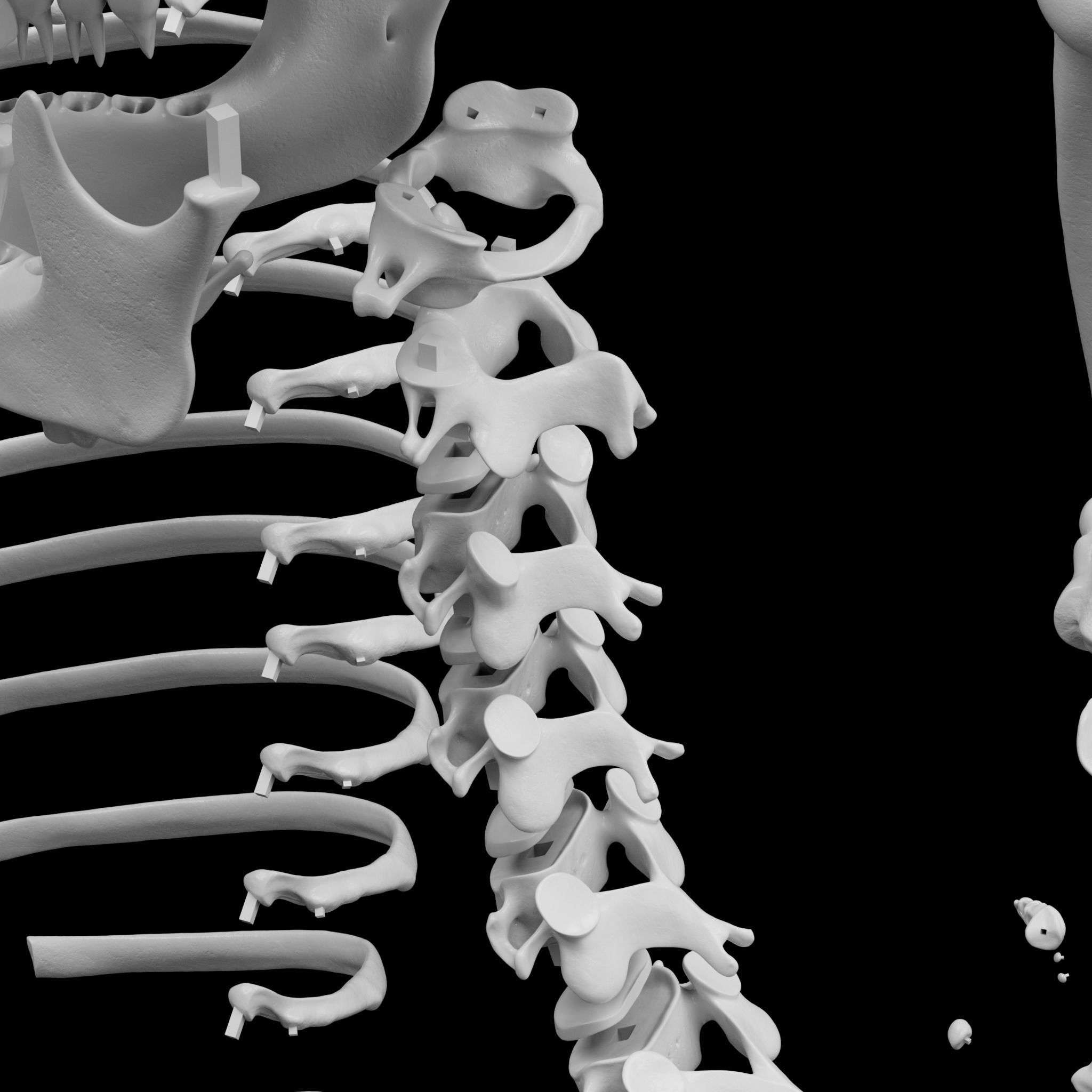 Human Skeleton - 3D Printing 3D print model_10