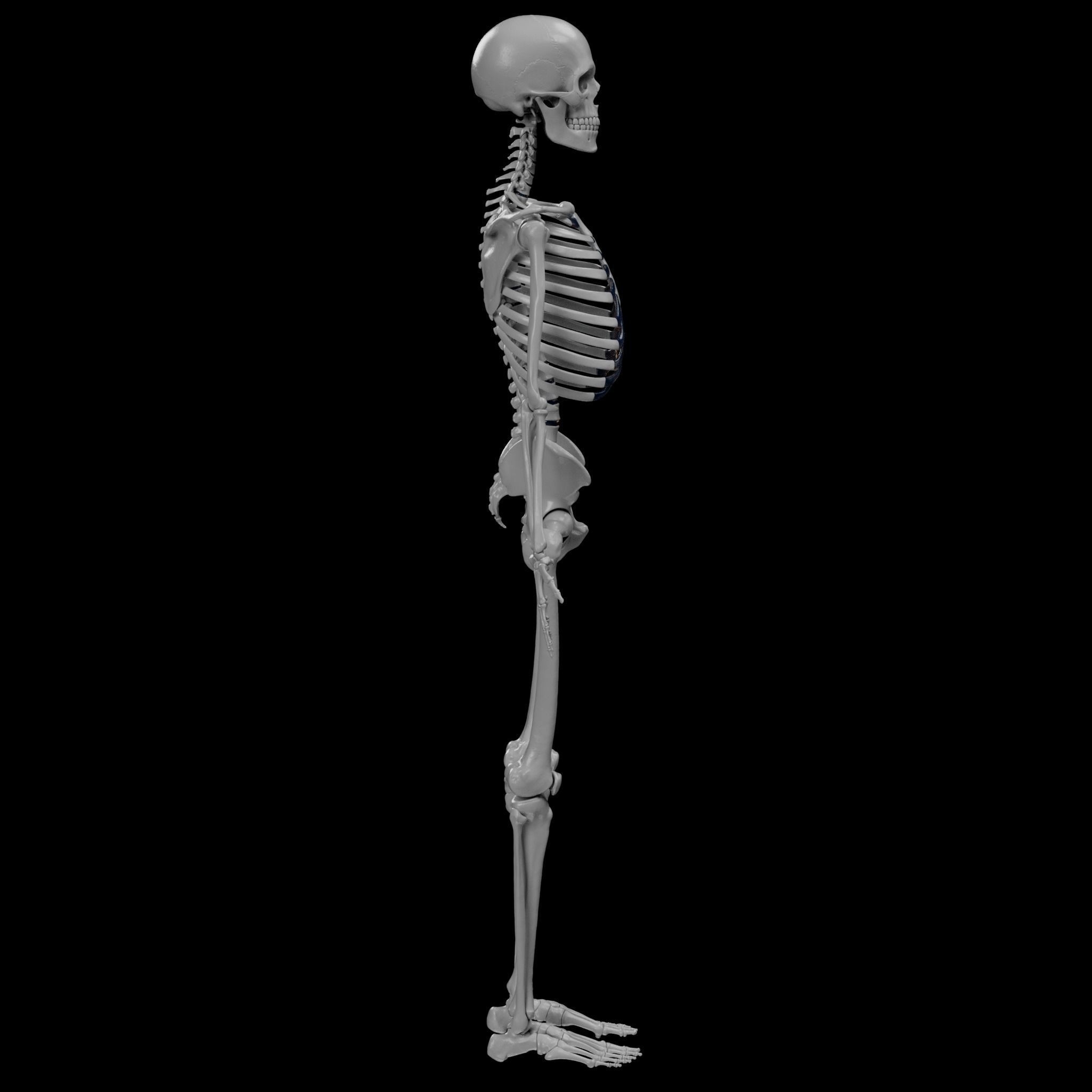Human Skeleton - 3D Printing 3D print model_28