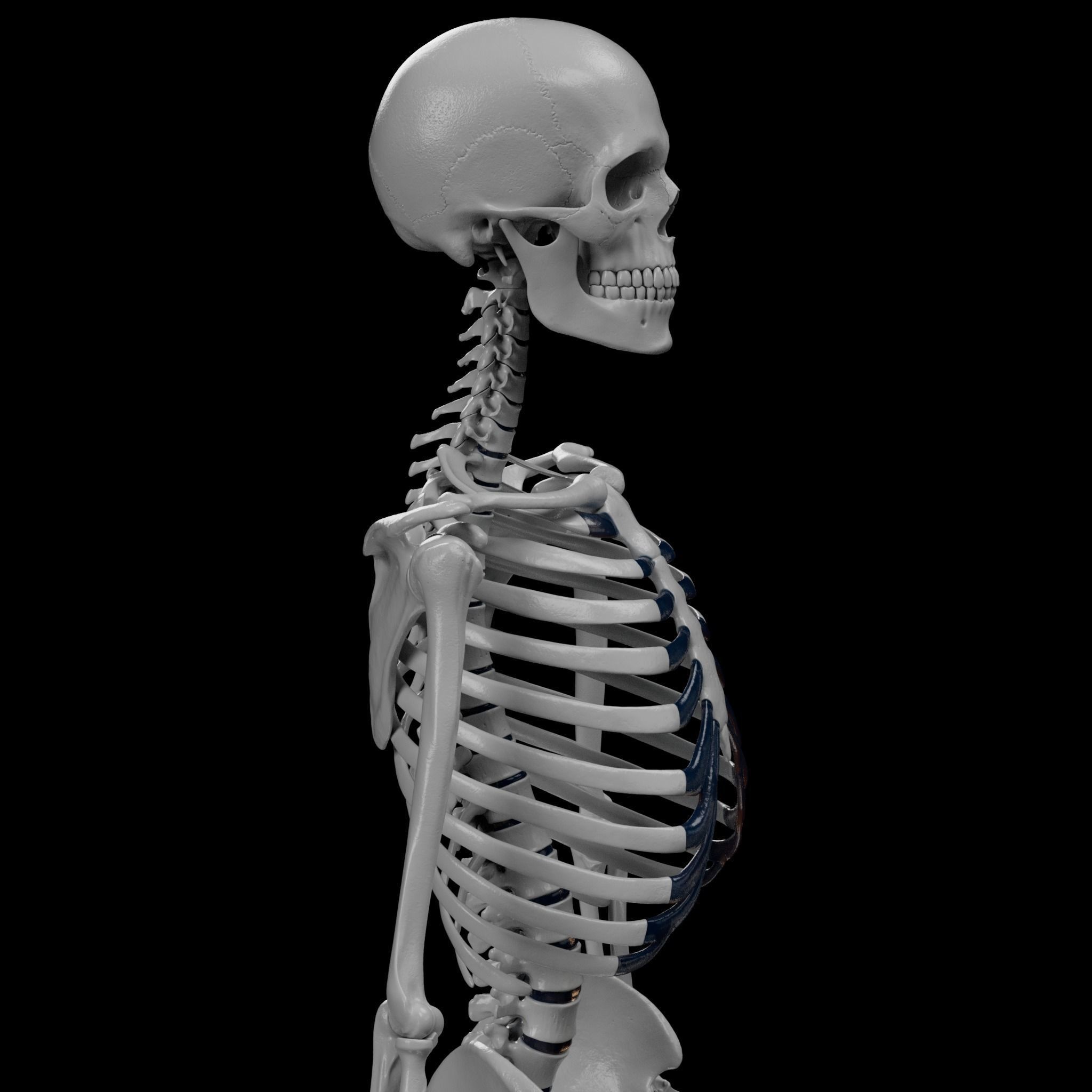 Human Skeleton - 3D Printing 3D print model_19