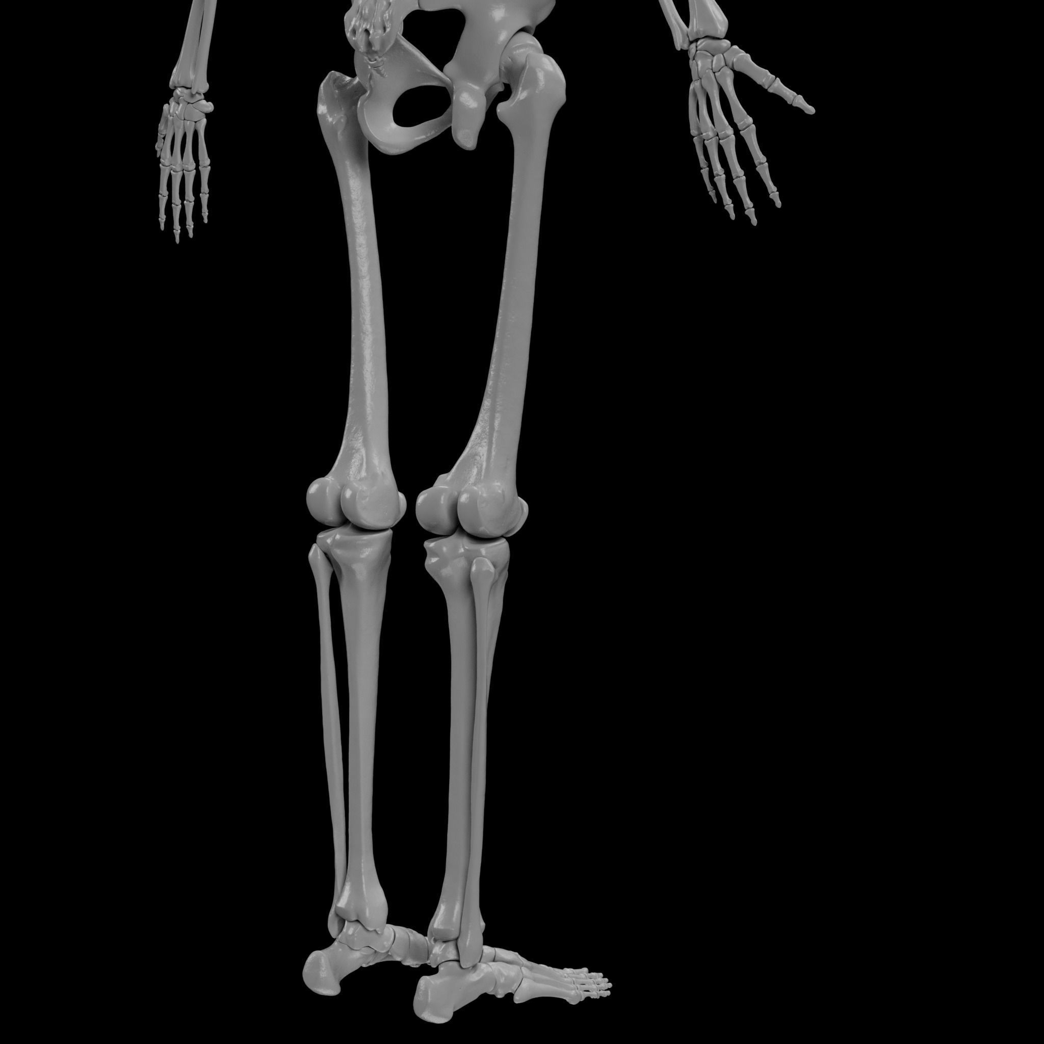 Human Skeleton - 3D Printing 3D print model_99