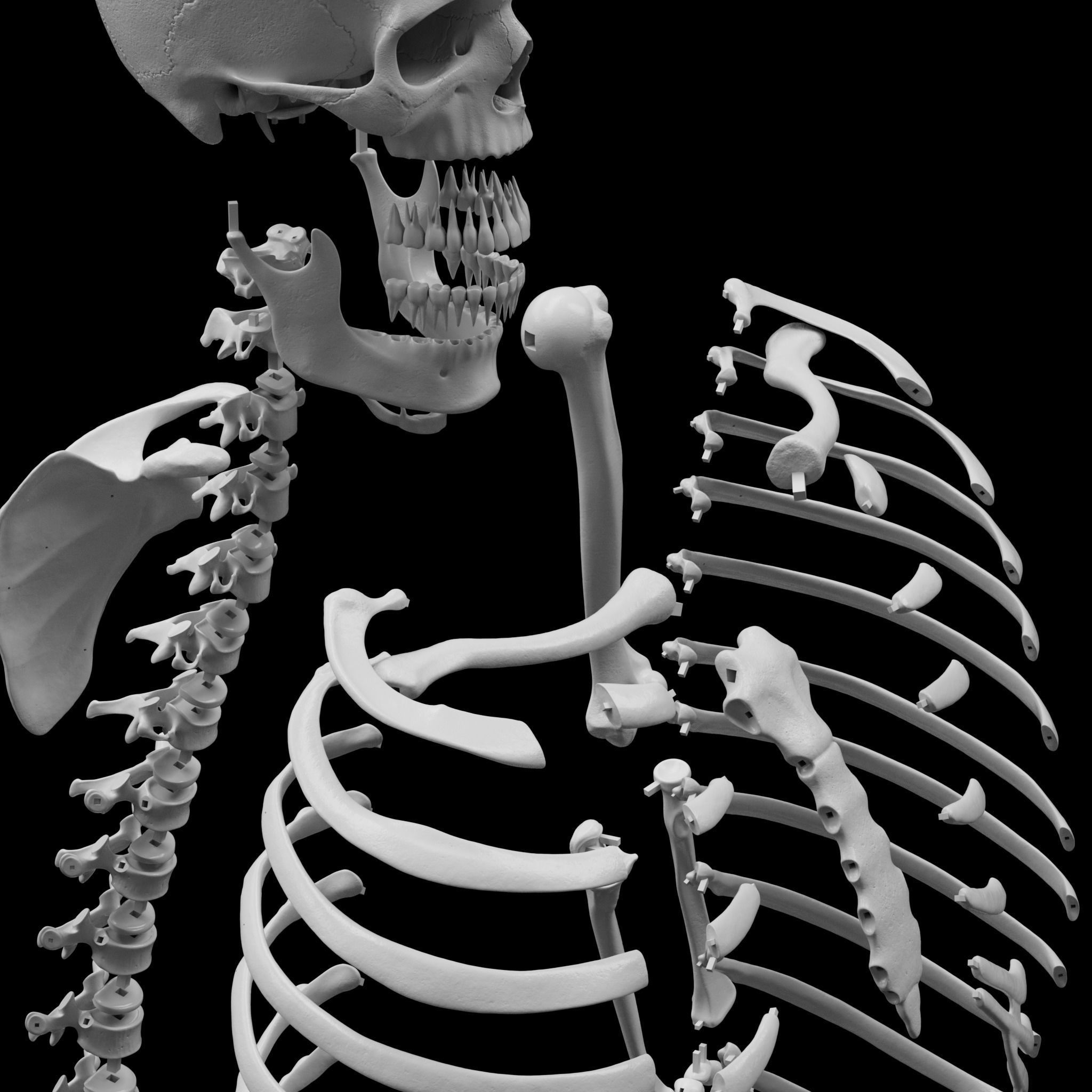 Human Skeleton - 3D Printing 3D print model_7