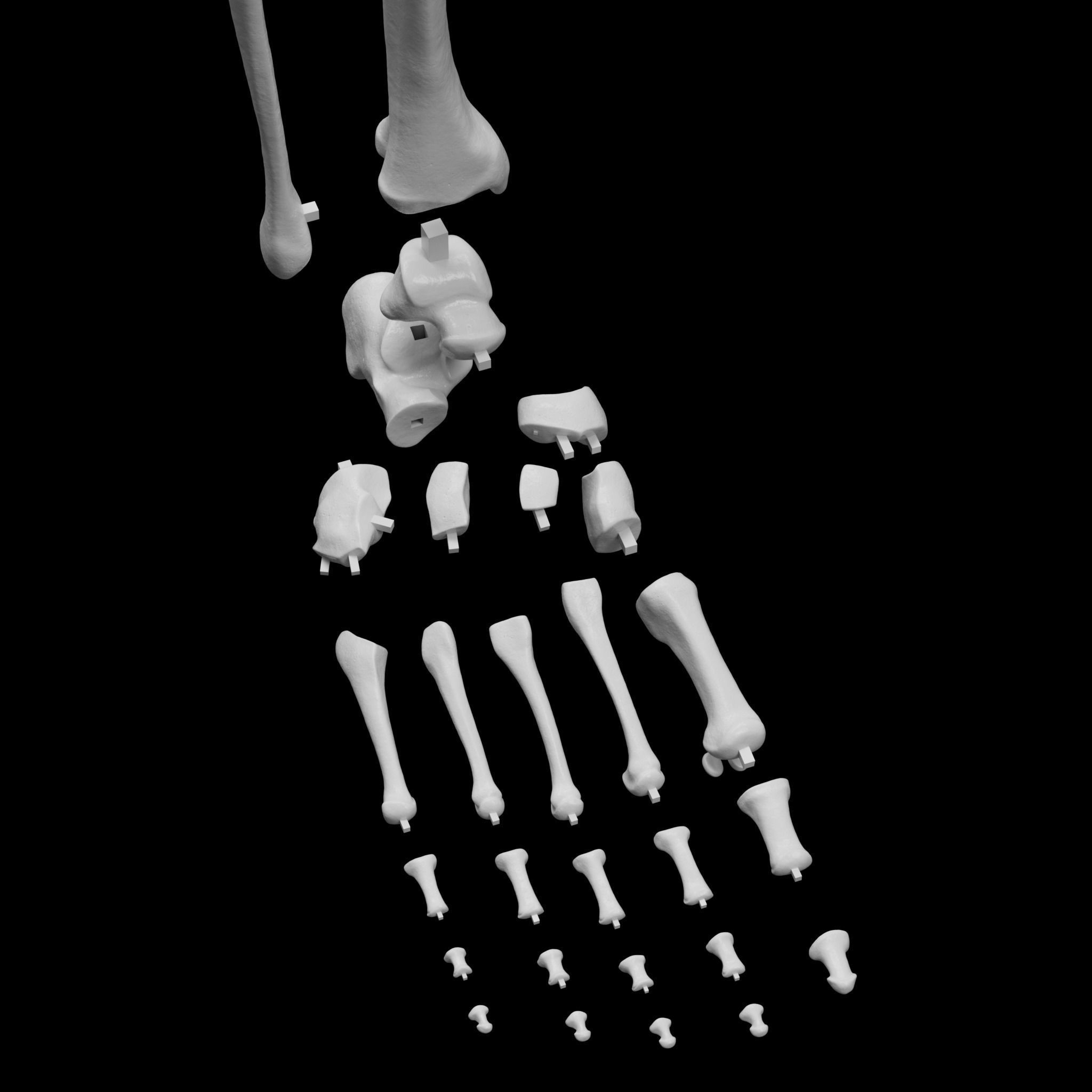 Human Skeleton - 3D Printing 3D print model_14