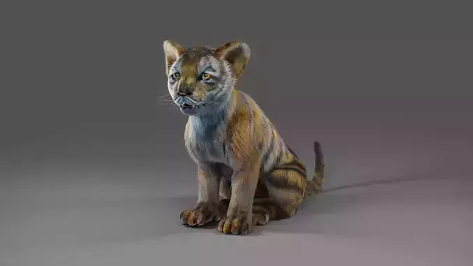 Fur White Tiger Cub Rigged in Blender Low-poly 3D model