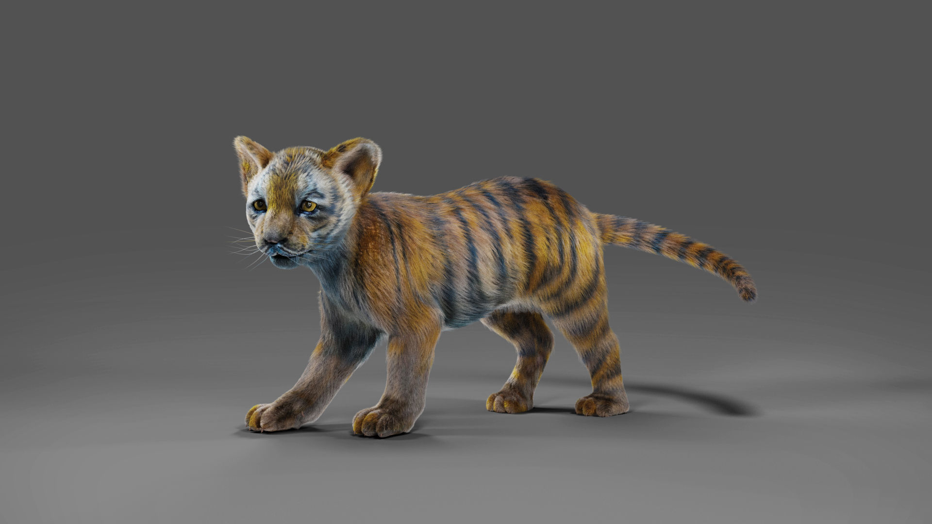 Fur White Tiger Cub Rigged in Blender Low-poly 3D model_5