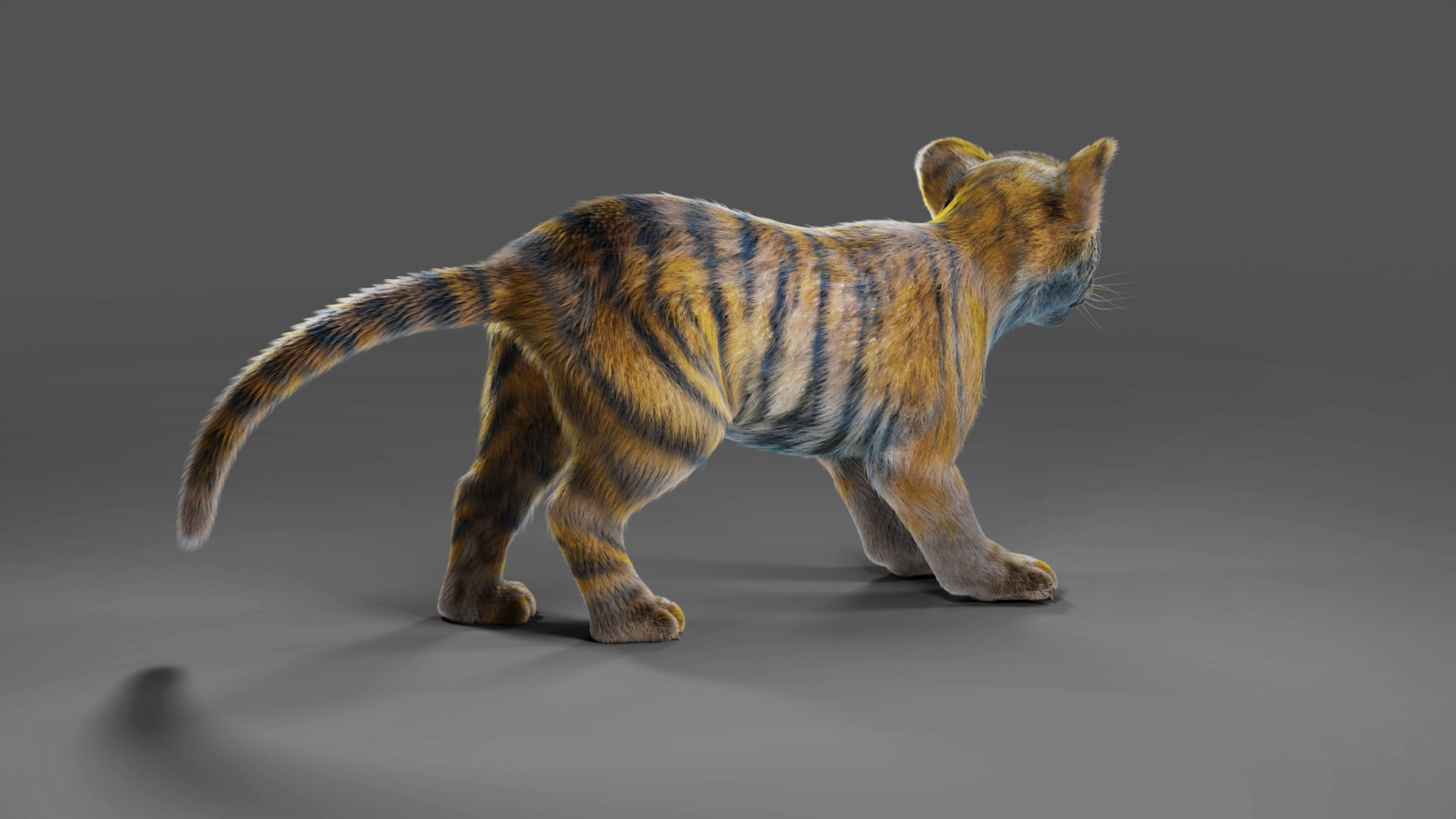 Fur White Tiger Cub Rigged in Blender Low-poly 3D model_7