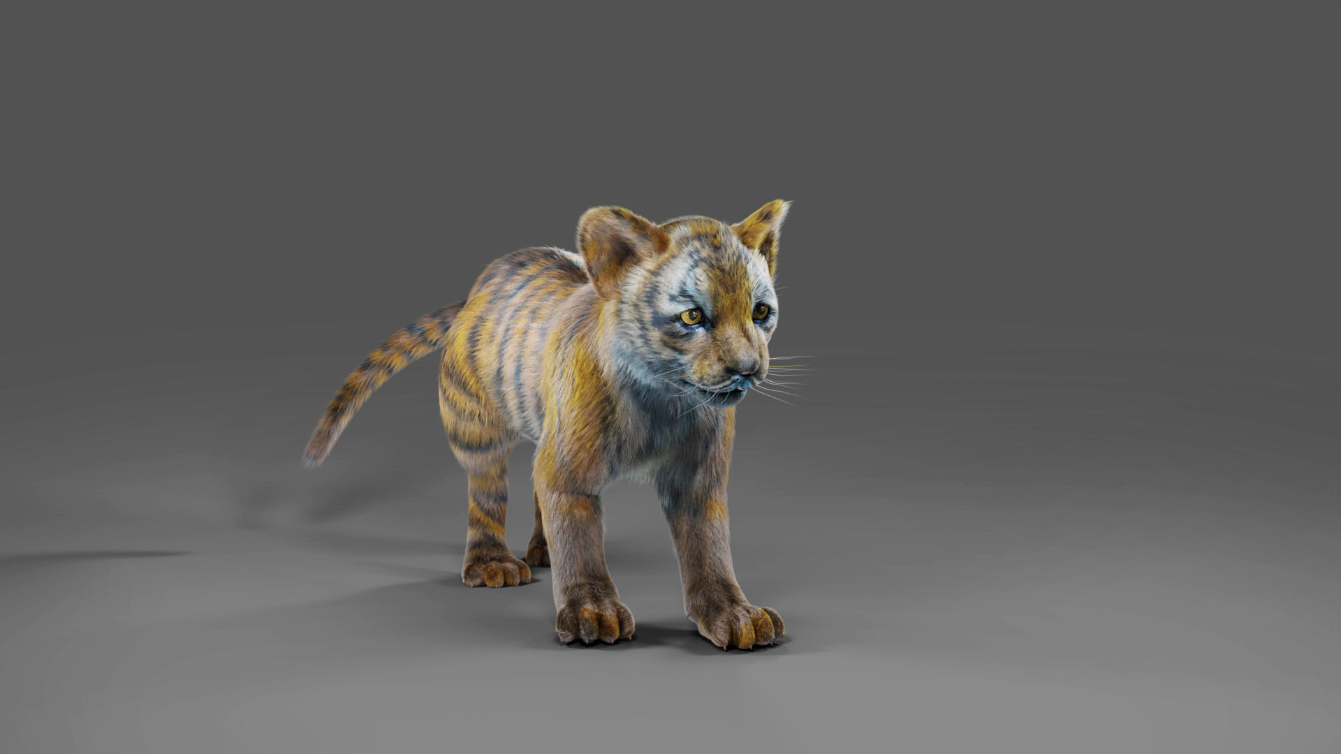 Fur White Tiger Cub Rigged in Blender Low-poly 3D model_6