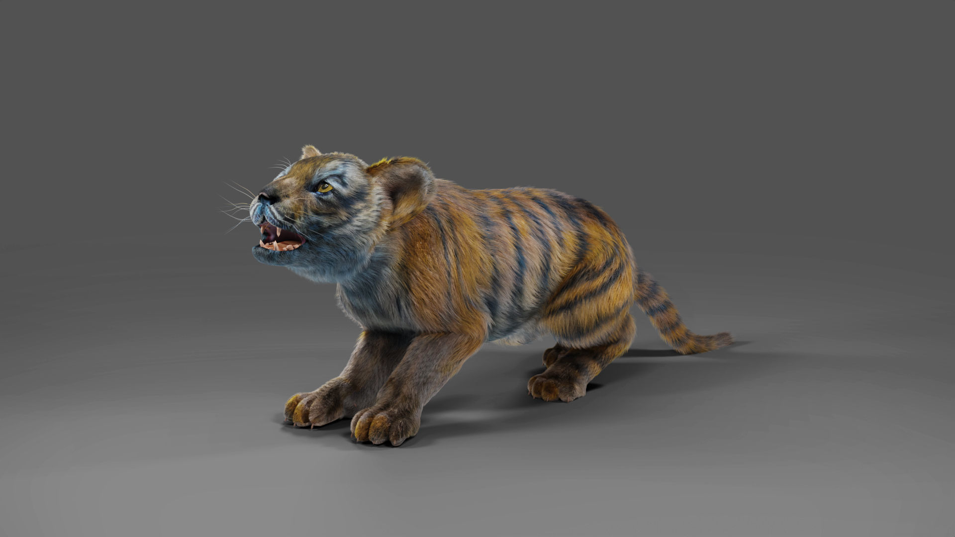 Fur White Tiger Cub Rigged in Blender Low-poly 3D model_2