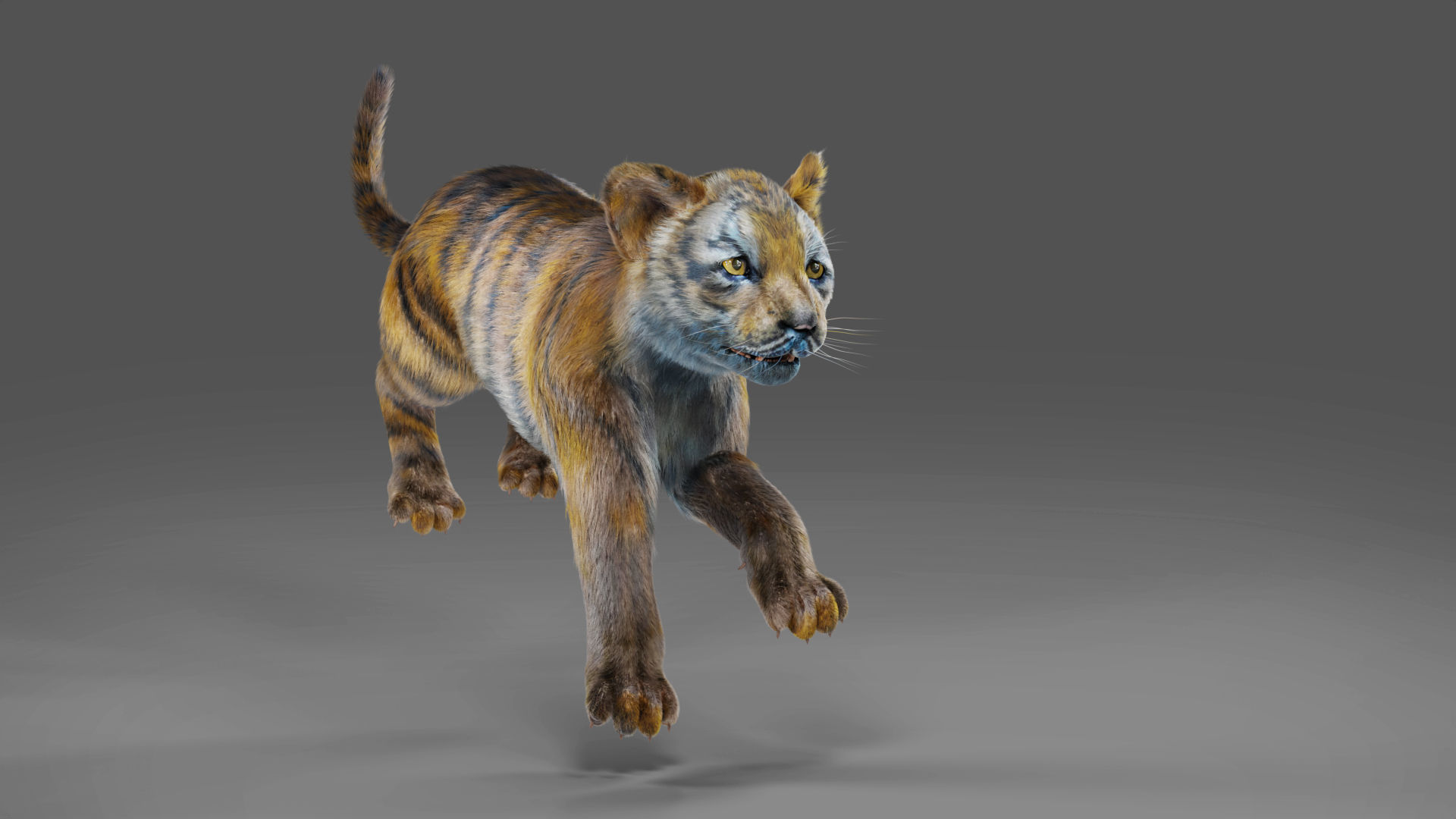 Fur White Tiger Cub Rigged in Blender Low-poly 3D model_4