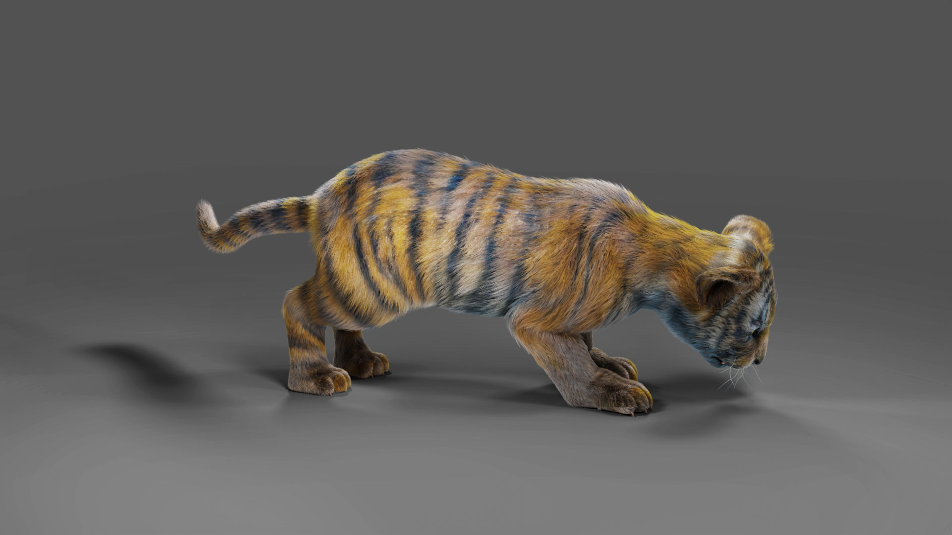 Fur White Tiger Cub Rigged in Blender Low-poly 3D model_3