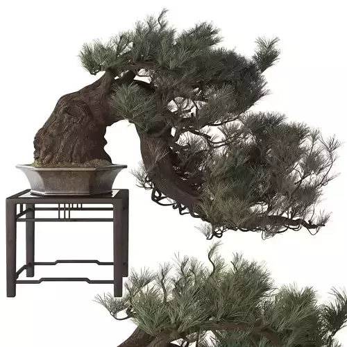 Bonsai 05