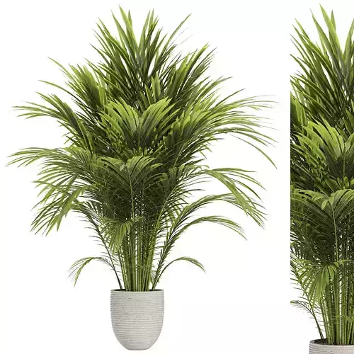Areca palm plant