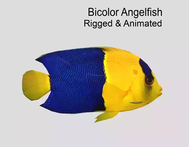 Bicolor Angelfish Low-poly 3D model