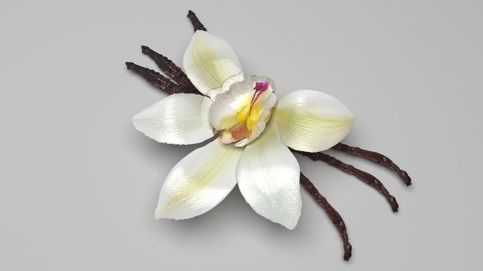Vanilla 3D model 4