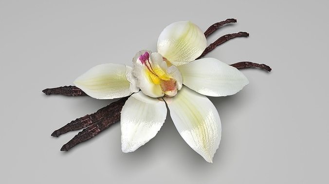 Vanilla 3D model 3