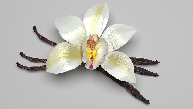 Vanilla 3D model 2