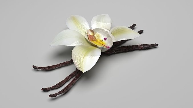 Vanilla 3D model 5
