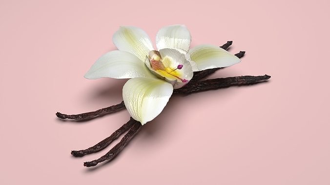Vanilla 3D model 6