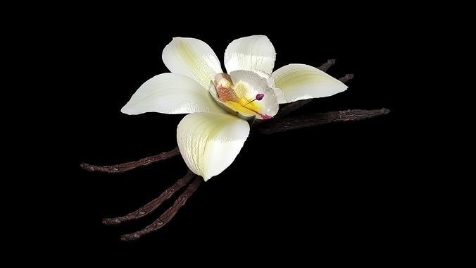 Vanilla 3D model 7