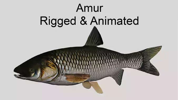 Amur Realistic Animated Low-poly 3D model