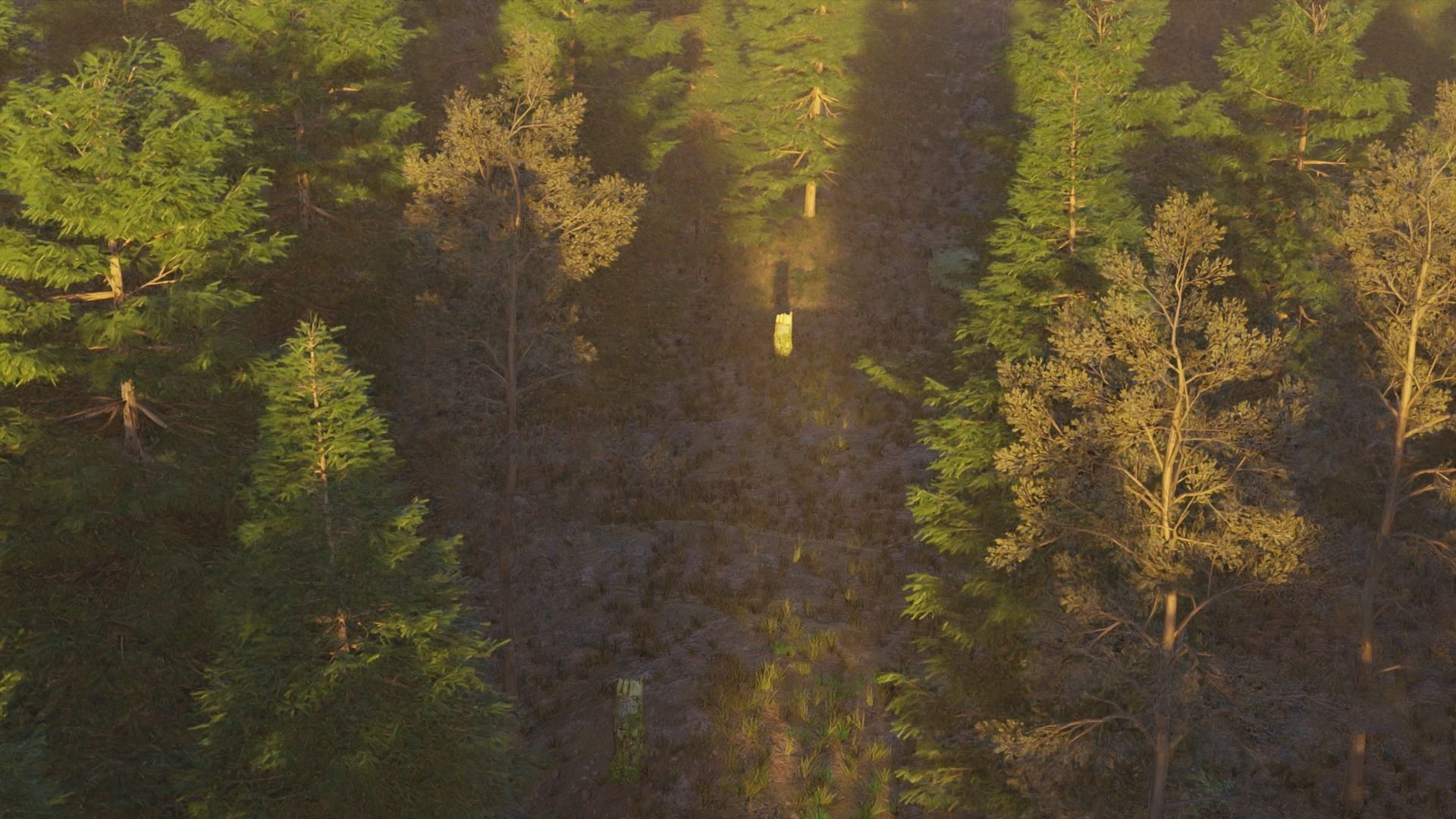 Summer forest 3D model_5