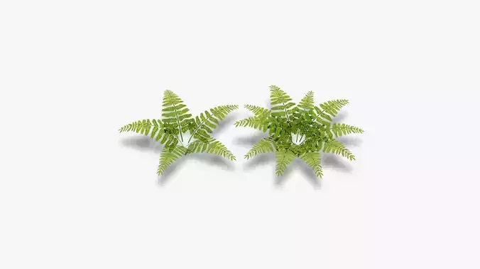 Lowpoly Fern Set
