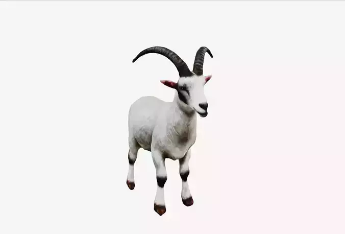 White Goat