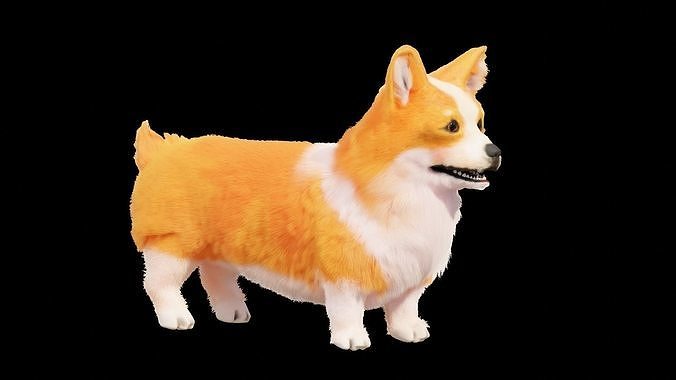 Corgi Dog 3D model
