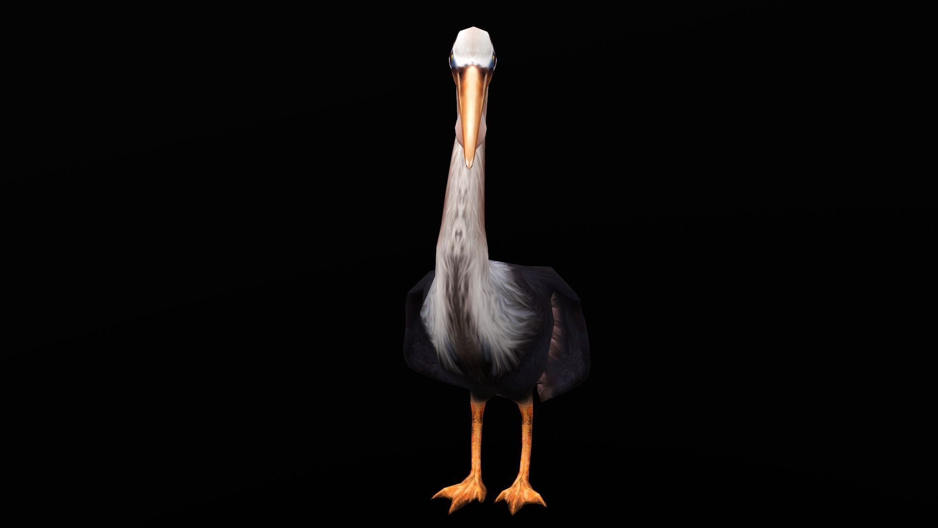 low-poly animated pelican pelecanus Low-poly 3D model_5