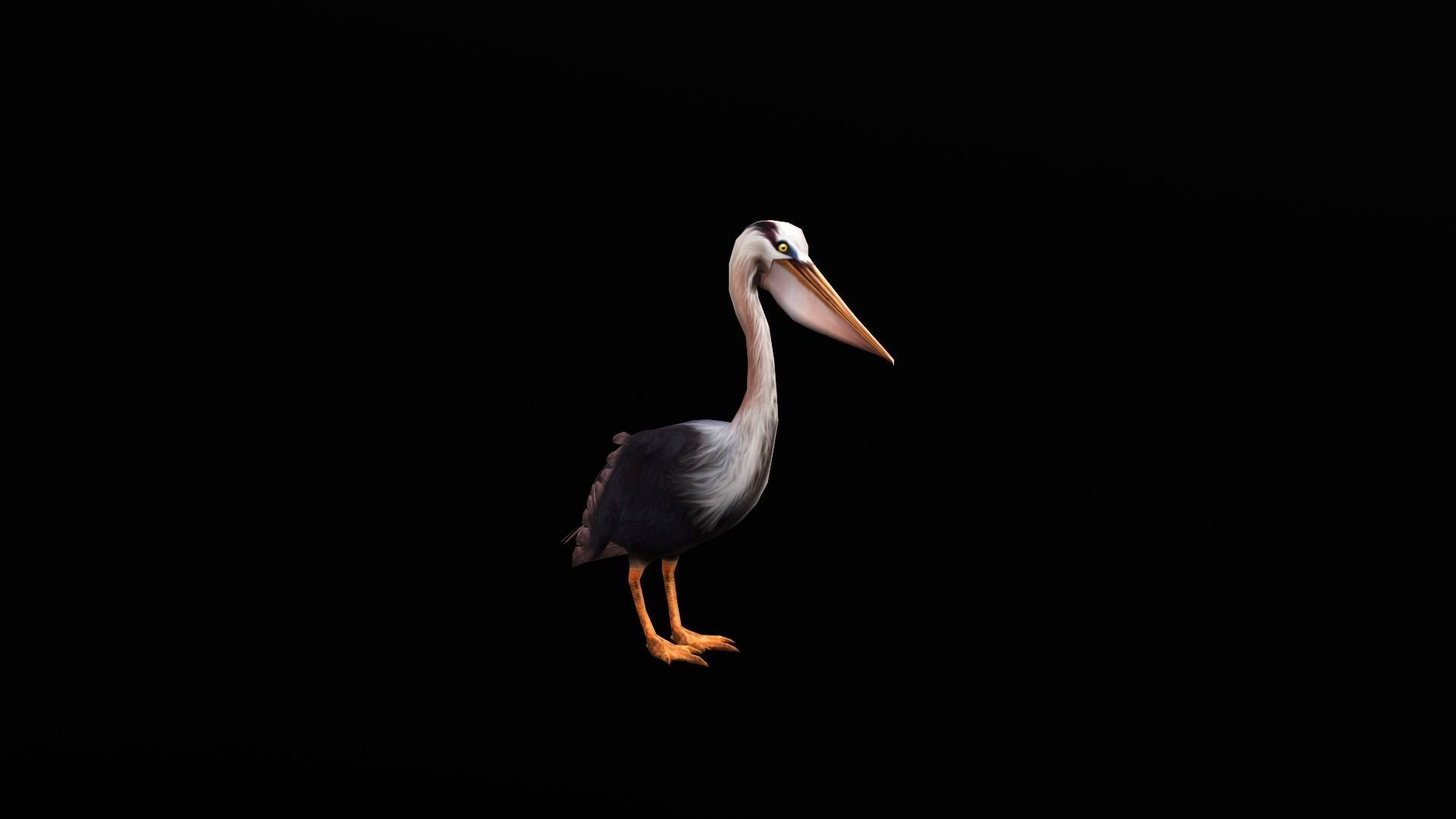 low-poly animated pelican pelecanus Low-poly 3D model_2