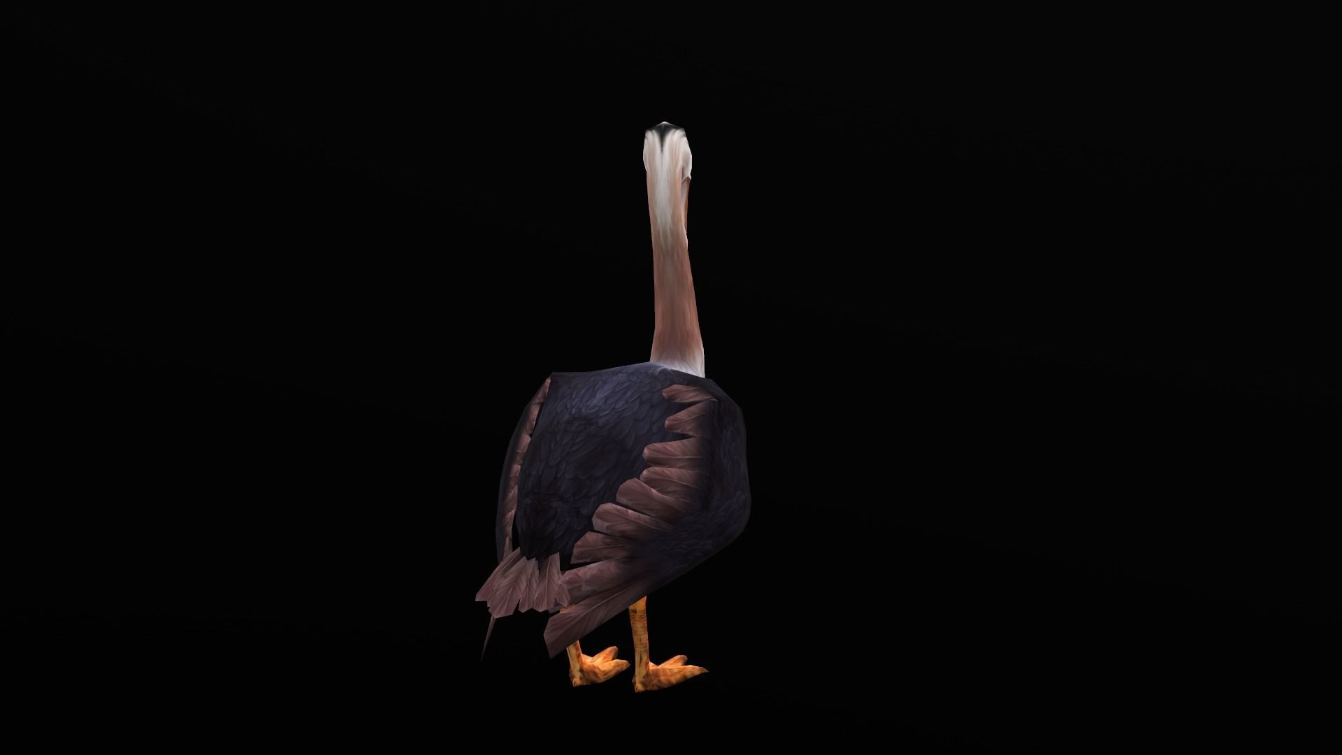 low-poly animated pelican pelecanus Low-poly 3D model_4
