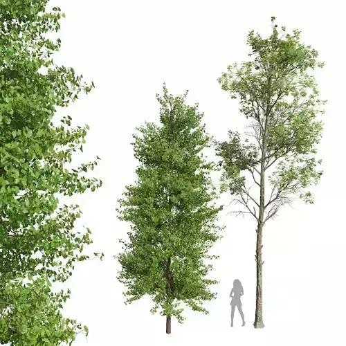 New Plant Fagus Sylvatica Maidenhair Tree Ginkgo Biloba