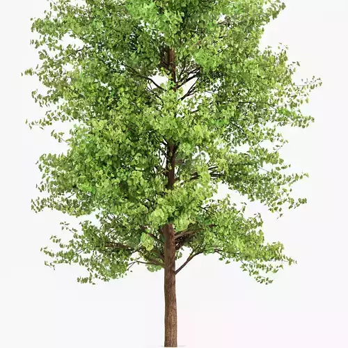 New Plant Fagus Sylvatica Maidenhair Tree Ginkgo Biloba 3D model