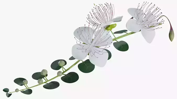 Caper flower 3D model