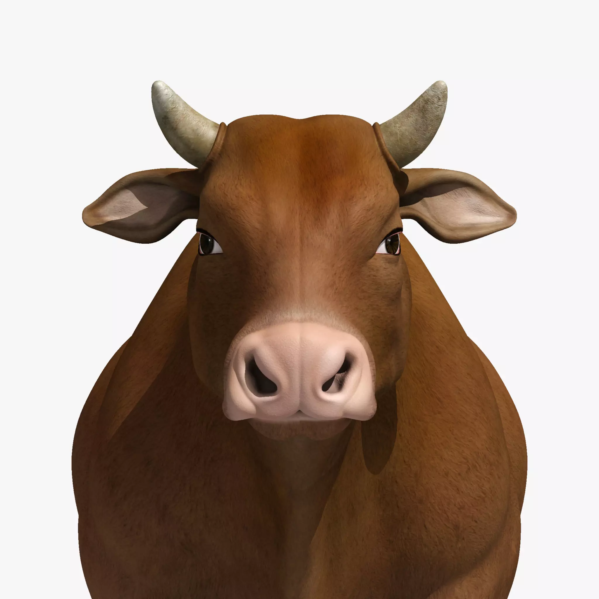 bull cow buffalo 3D model