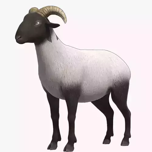 sheep Ram Ewe goat