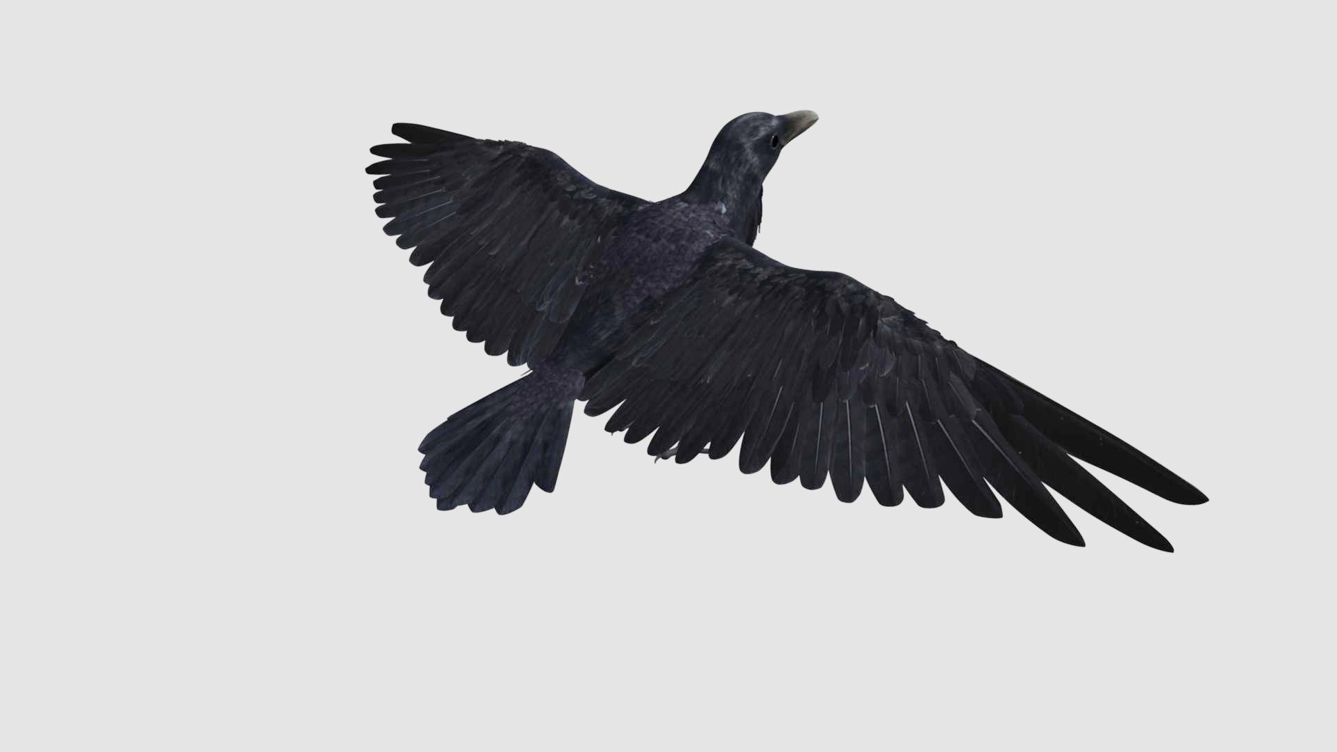 Crow Bird Dove 3D model_1