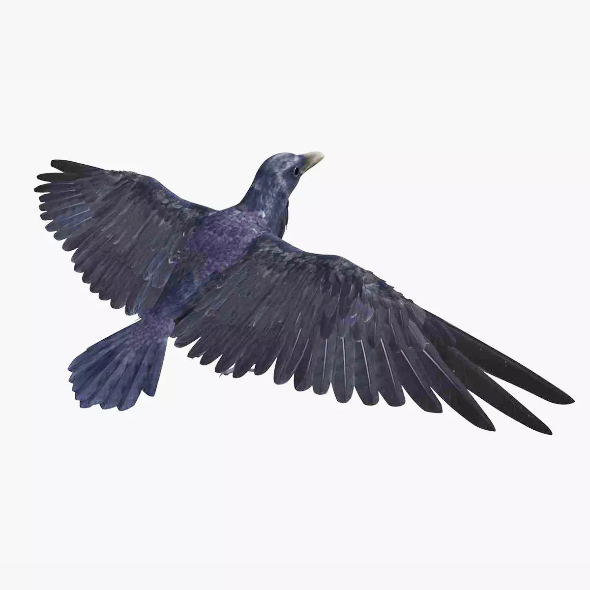 Crow Bird Dove 3D model_0