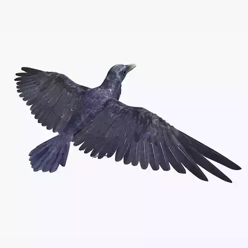Crow Bird Dove