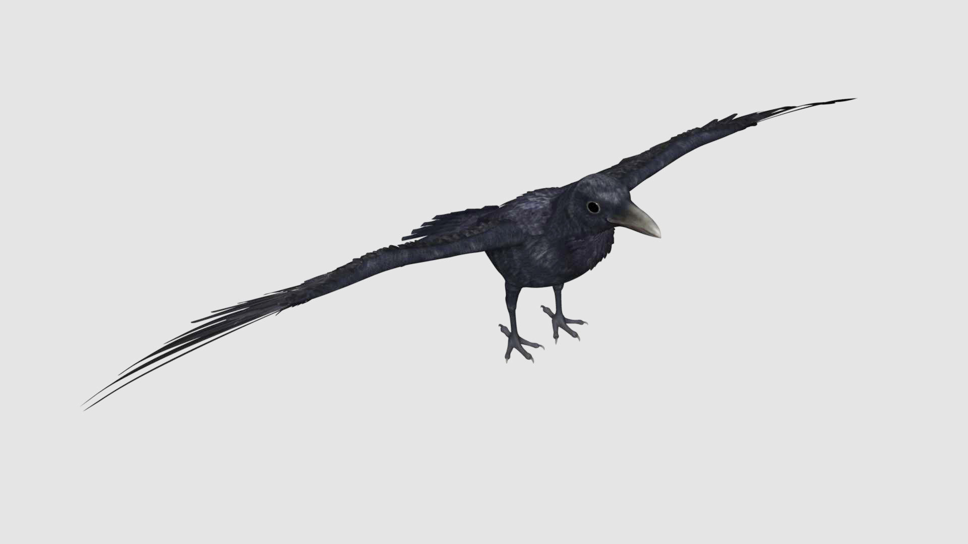 Crow Bird Dove 3D model_2