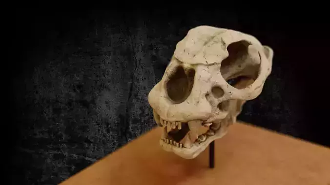 Cheetah Skull - Animal Skull