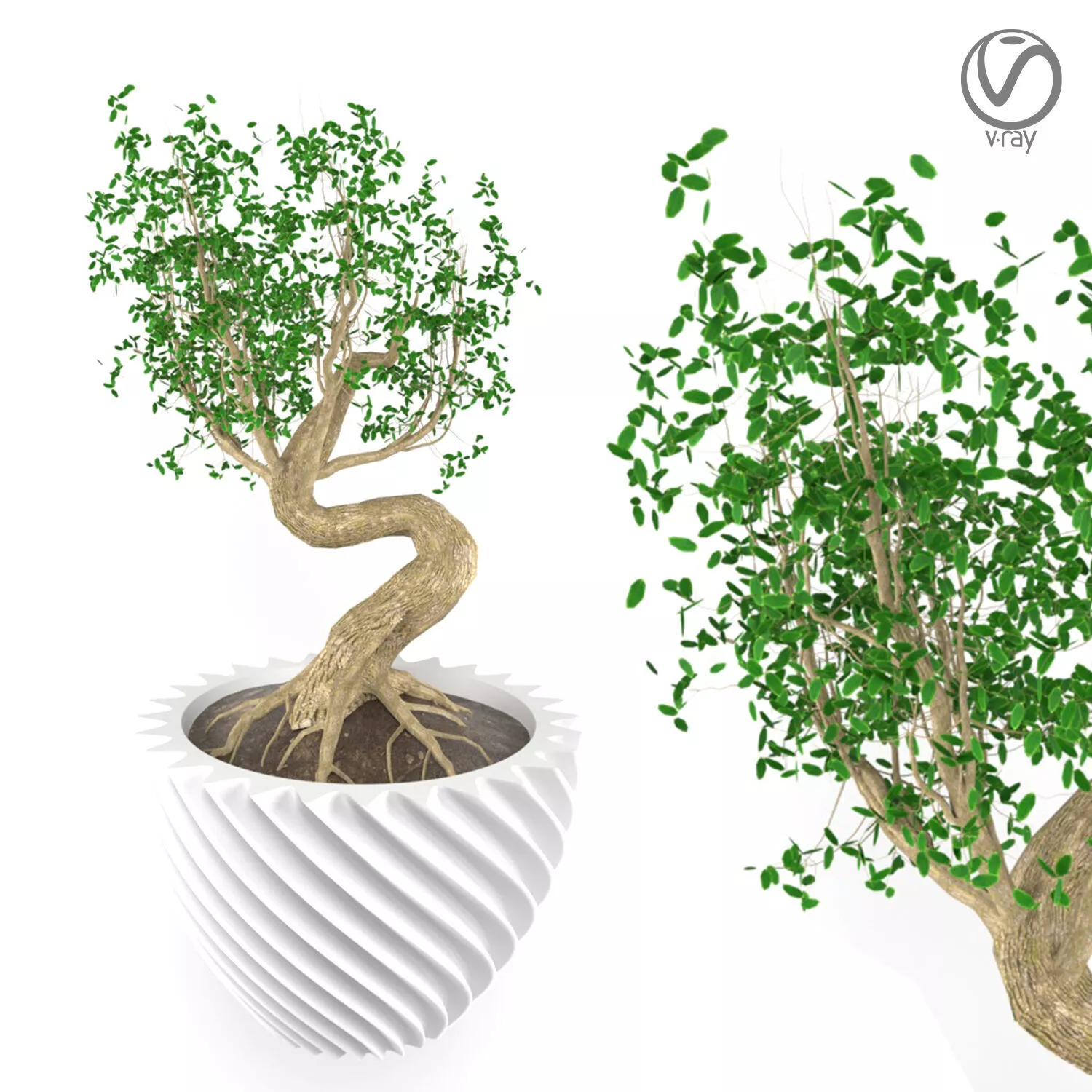 Bonsai tree Free 3D model