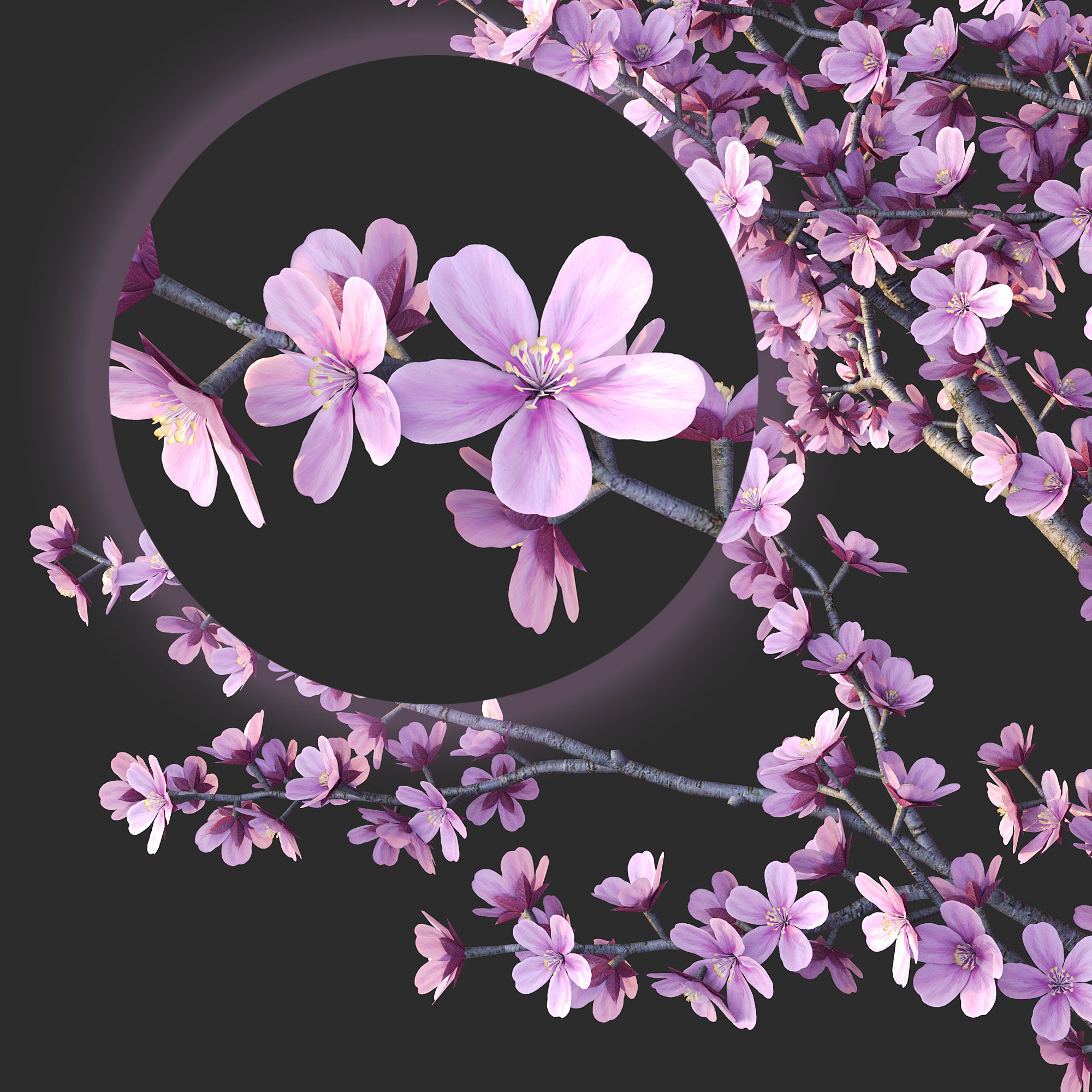 Sakura in vase 3D model_5