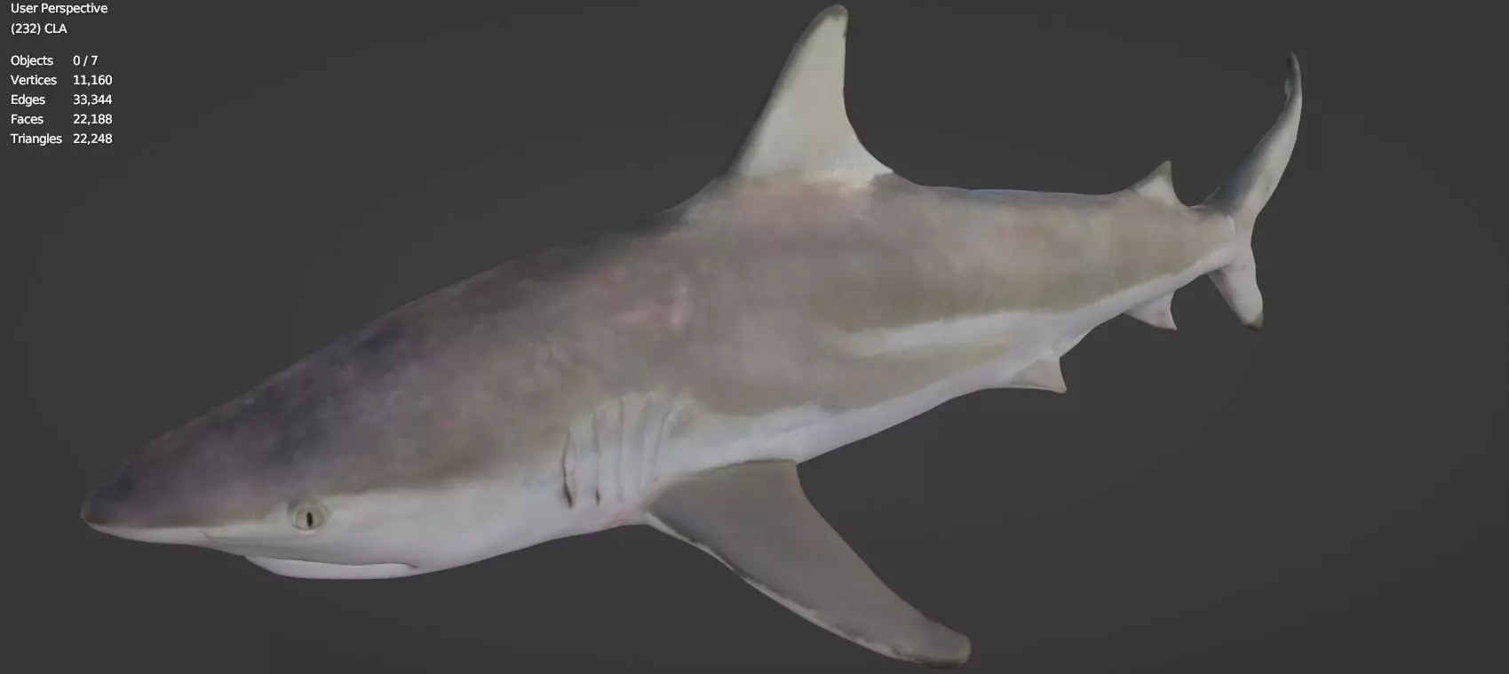 shark Free 3D model