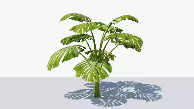 Monstera Tropical Plant Low-poly 3D model
